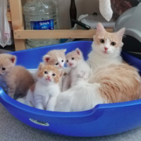 Tekir Kedi, Kedi  Luna fotoğrafı
