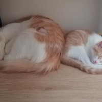 Tekir Kedi, Kedi  Luna fotoğrafı