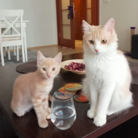 Tekir Kedi, Kedi  Luna fotoğrafı