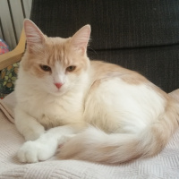 Tekir Kedi, Kedi  Luna fotoğrafı