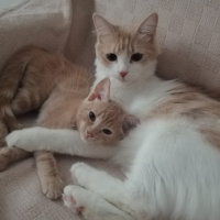 Tekir Kedi, Kedi  Luna fotoğrafı