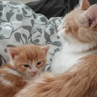 Tekir Kedi, Kedi  Luna fotoğrafı