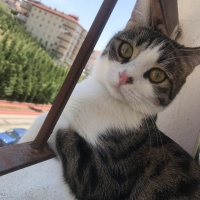 Tekir Kedi, Kedi  Ares fotoğrafı