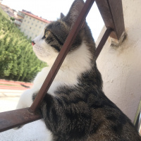 Tekir Kedi, Kedi  Ares fotoğrafı