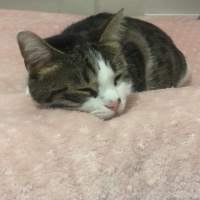 Tekir Kedi, Kedi  Ares fotoğrafı