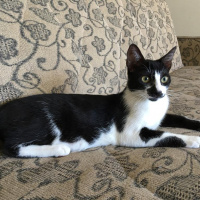 Tuxedo (Smokin) Kedi, Kedi  Mera fotoğrafı