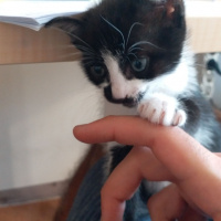 Tuxedo (Smokin) Kedi, Kedi  Mera fotoğrafı