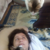 Tekir Kedi, Kedi  Cengiz fotoğrafı