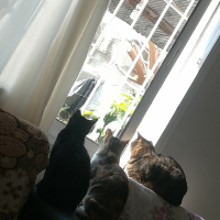 Tekir Kedi, Kedi  Cengiz fotoğrafı