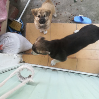 Tekir Kedi, Kedi  Cengiz fotoğrafı
