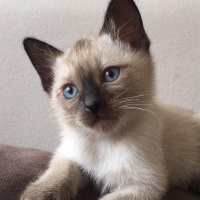 Siyam Kedisi, Kedi  Kartopu fotoğrafı