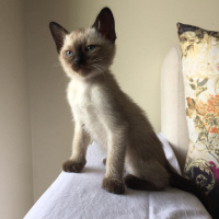 Siyam Kedisi, Kedi  Kartopu fotoğrafı