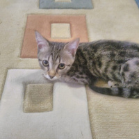 Tekir Kedi, Kedi  poçik fotoğrafı