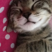 Tekir Kedi, Kedi  poçik fotoğrafı