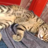 Tekir Kedi, Kedi  poçik fotoğrafı