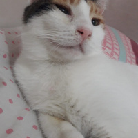 Tekir Kedi, Kedi  Shiro fotoğrafı