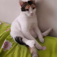 Tekir Kedi, Kedi  Shiro fotoğrafı