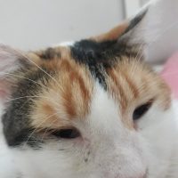 Tekir Kedi, Kedi  Shiro fotoğrafı
