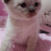 British Shorthair, Kedi  Çok tatlı bir bebek fotoğrafı