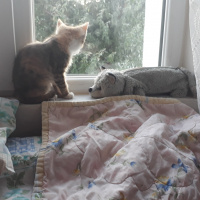 Tekir Kedi, Kedi  MÜEZZA fotoğrafı