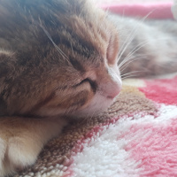 Tekir Kedi, Kedi  MÜEZZA fotoğrafı