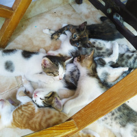 Tekir Kedi, Kedi  Tekirler fotoğrafı