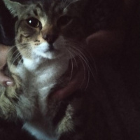 Tekir Kedi, Kedi  MASUM fotoğrafı