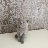 British Shorthair, Kedi  pıtır fotoğrafı