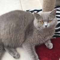 British Shorthair, Kedi  pıtır fotoğrafı