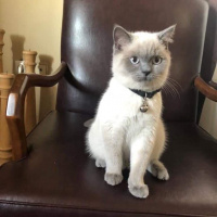 British Shorthair, Kedi  pıtır fotoğrafı