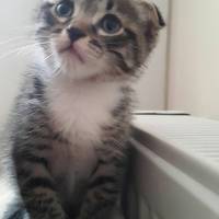 Scottish Fold, Kedi  Evlat fotoğrafı