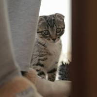 Scottish Fold, Kedi  Evlat fotoğrafı