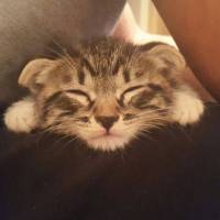 Scottish Fold, Kedi  Evlat fotoğrafı