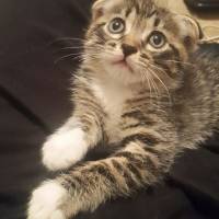 Scottish Fold, Kedi  Evlat fotoğrafı