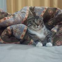 Scottish Fold, Kedi  Evlat fotoğrafı