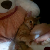 Tekir Kedi, Kedi  Dambıl fotoğrafı