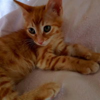 Tekir Kedi, Kedi  Dambıl fotoğrafı