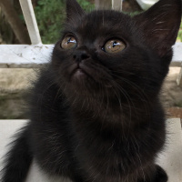 British Shorthair, Kedi  Luna fotoğrafı
