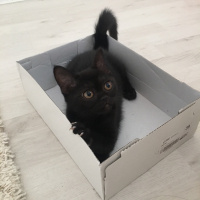 British Shorthair, Kedi  Luna fotoğrafı