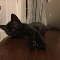 British Shorthair, Kedi  Luna fotoğrafı