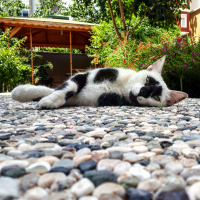 Soke, Kedi  Minnak Panda fotoğrafı