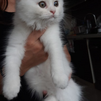Scottish Fold, Kedi  Pamuk fotoğrafı