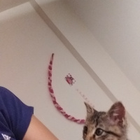 Tekir Kedi, Kedi  keçi fotoğrafı