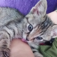 Tekir Kedi, Kedi  keçi fotoğrafı