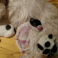 Fox Terrier (Wire), Köpek  Lusi fotoğrafı