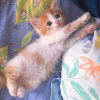 Sarman, Kedi  Foxy fotoğrafı