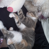 Tekir Kedi, Kedi  Şila fotoğrafı