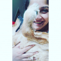 Golden Retriever, Köpek  Lisaya acil yuva ???? fotoğrafı