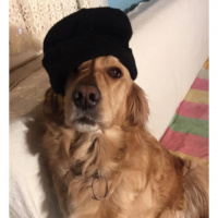 Golden Retriever, Köpek  Lisaya acil yuva ???? fotoğrafı