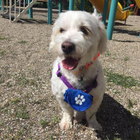 Maltese, Köpek  Tarçın fotoğrafı